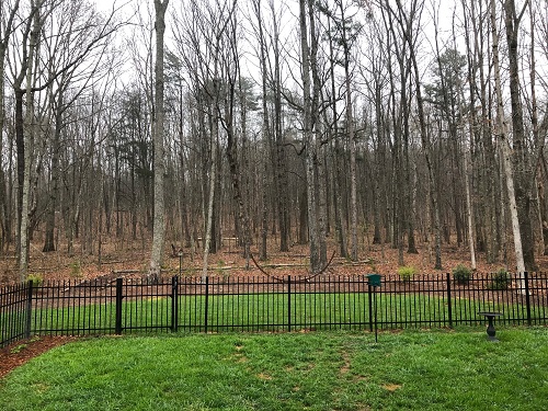 Backyard Woods - 4.05.2019.jpg
